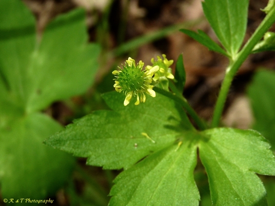 {Ranunculus recurvatus}